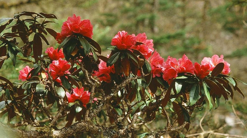 rhododendron laliguras flowers