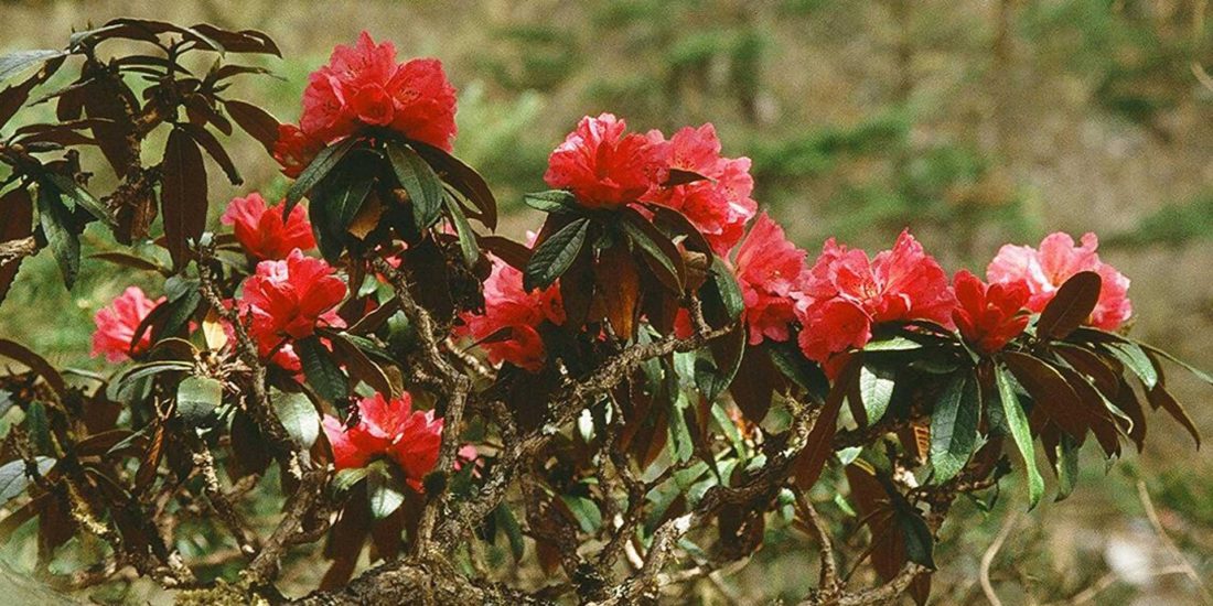 rhododendron laliguras