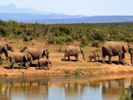 Koshi Tappu Wildlife Reserve
