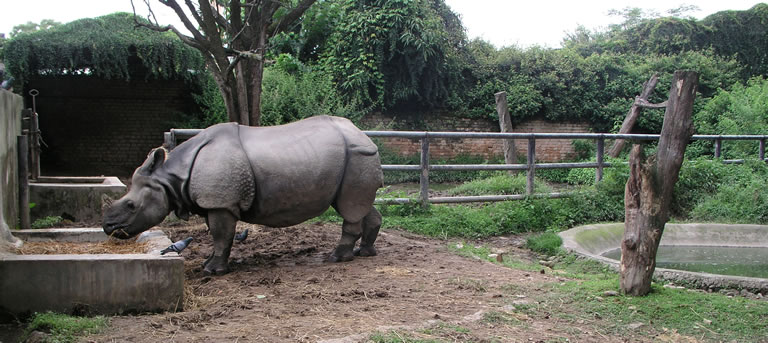 Rhino at Central Zoo Nepal