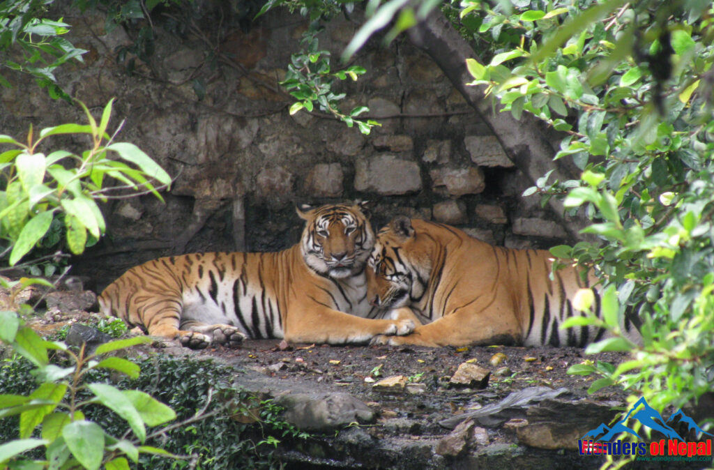 Tiger, Central Zoo