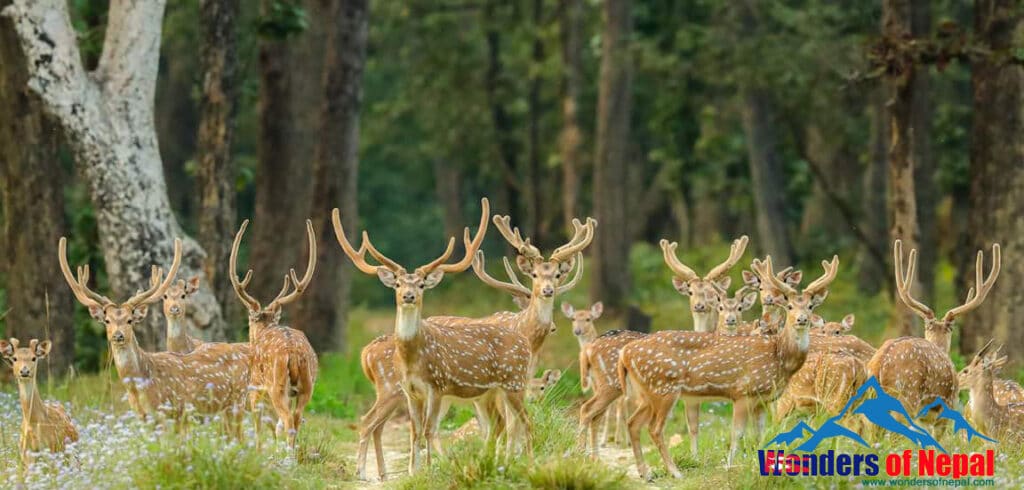 Suklaphanta National Parkark has the largest grassland in the Far Western