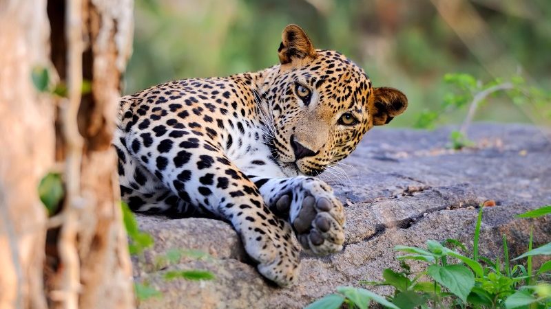 Leopards