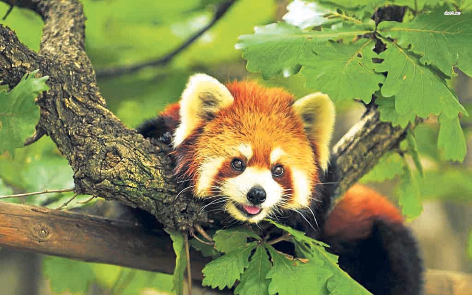GPS collaring of 10 red pandas