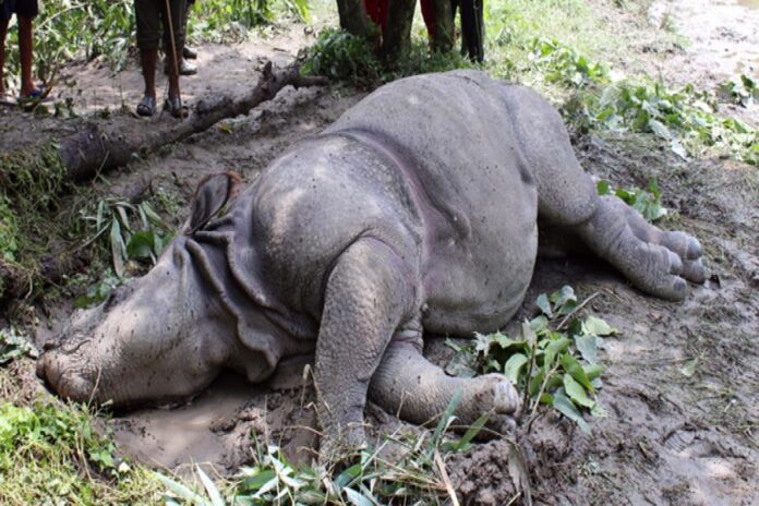 Rhinos Found dead