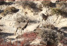 Shey-Phoksundo National Park to count naur Shey Phoksundo to count naur