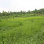 phoca_thumb_l_Grassland