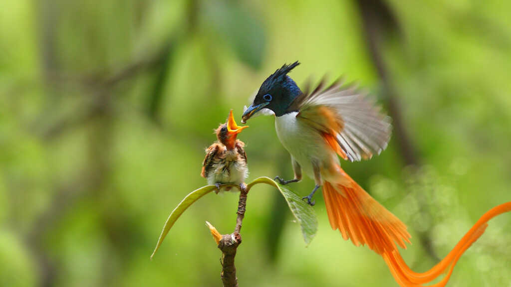 Asian Paradise Flycatcher Now Spotted In All Seasons