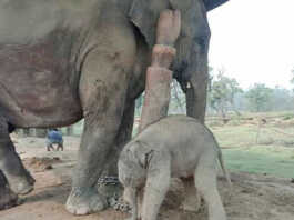 Narayan Kali gave birth to Calf