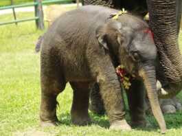 The elephant breeding and training center at Khorasor in Sauraha of Chitwan National Park has named Narayankali's Calf 'Shesh Chandra Gaj'.
