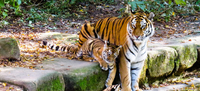 Tiger census to kick start