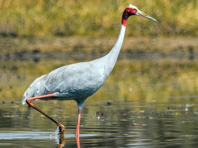 Sarus crane population on decline