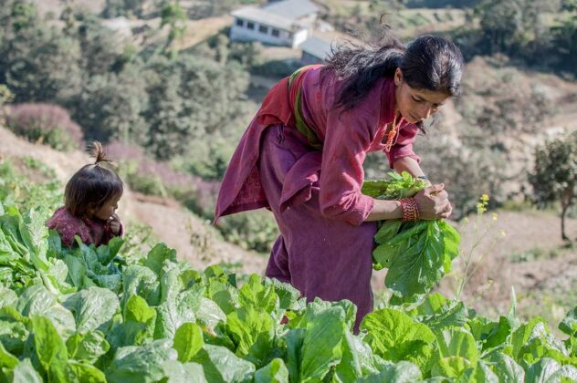 Importance of Agriculture in Nepal - Wonders of Nepal